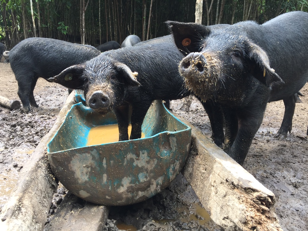 El cerdo criollo colombiano ¿sobrevivirá o desaparecerá?
