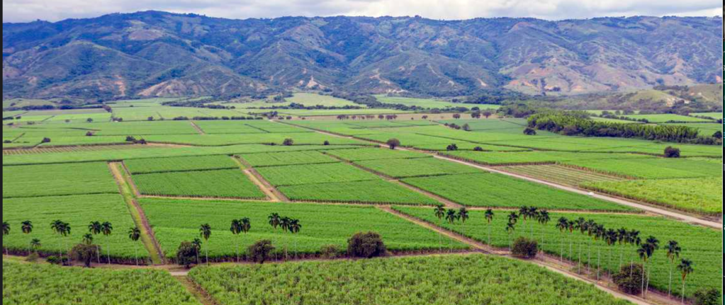 Caña de azúcar (1850 – 2023)