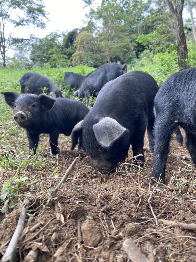 Cerdo criollo colombiano: Sabor y Sostenibilidad